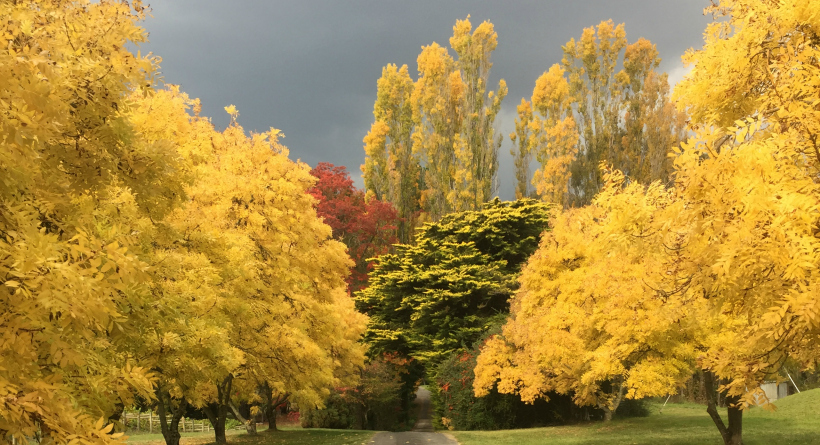 Driveway autumn shot - Caroline Mackenzie